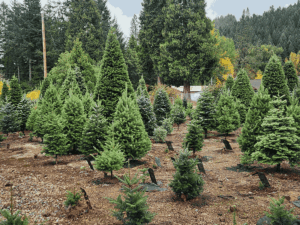 George’s U-Cut Christmas Trees