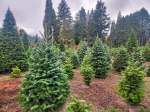 George’s U-Cut Christmas Trees